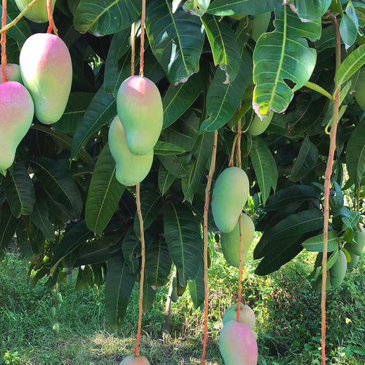 【甜到没朋友】越南小甜芒 树叶薄核 生吃脆甜 熟吃Q弹顺滑 感受少纤维的快乐 商品图4