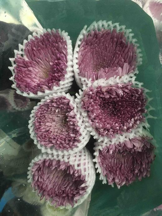 面包菊·粉色 商品图0