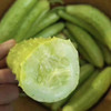 海阳【白玉黄瓜】清脆爽口 鲜嫩多汁 新鲜采摘 清香宜人 老少皆宜！【顺丰发货】 商品缩略图3