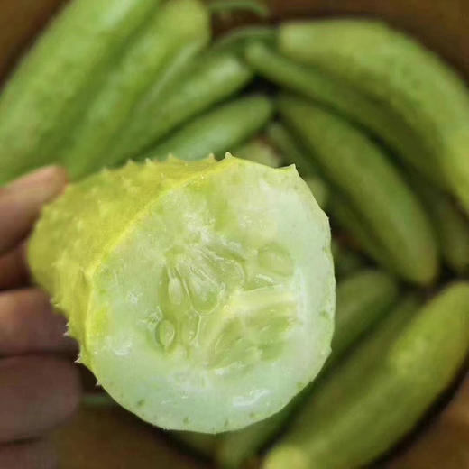 海阳【白玉黄瓜】清脆爽口 鲜嫩多汁 新鲜采摘 清香宜人 老少皆宜！【顺丰发货】 商品图3