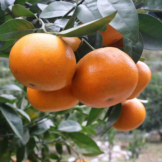 【顺丰包邮】蜜香茂谷柑 9甜1酸 黄金酸甜比 肉嫩多汁 轻松剥皮 高维C 商品图1