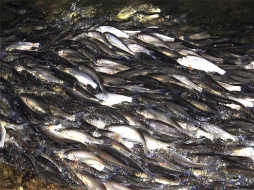 五一4日【达达线】华子鱼洄游奇观の山戎部落贡格尔草原-玉龙沙湖-石林-达里湖-大青山 商品图1