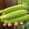 海阳【白玉黄瓜】清脆爽口 鲜嫩多汁 新鲜采摘 清香宜人 老少皆宜！【顺丰发货】 商品缩略图4