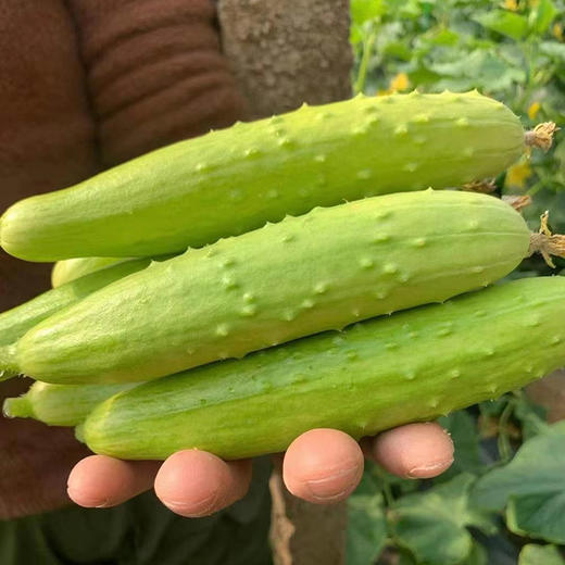 海阳【白玉黄瓜】清脆爽口 鲜嫩多汁 新鲜采摘 清香宜人 老少皆宜！【顺丰发货】 商品图4