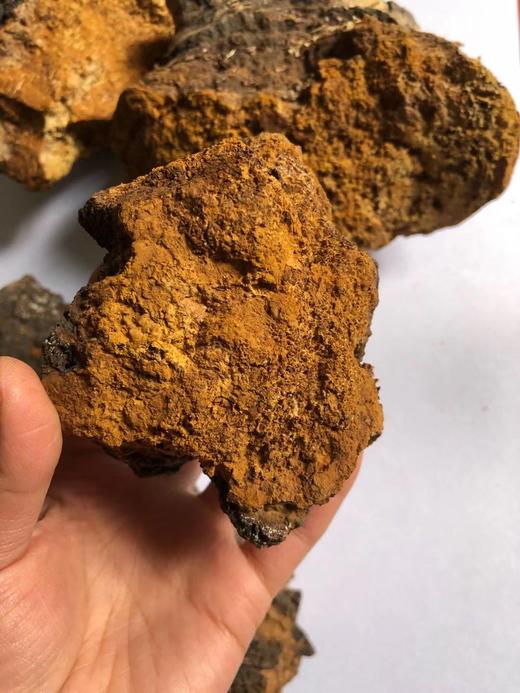 桦树茸   整个 大块 白桦茸 可切 商品图3