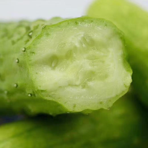 海阳【白玉黄瓜】清脆爽口 鲜嫩多汁 新鲜采摘 清香宜人 老少皆宜！【顺丰发货】 商品图1