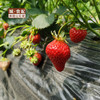 【GY】花溪有机草莓 约3斤装 商品缩略图3