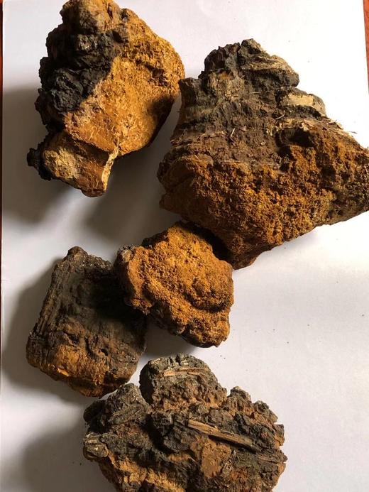 桦树茸   整个 大块 白桦茸 可切 商品图0