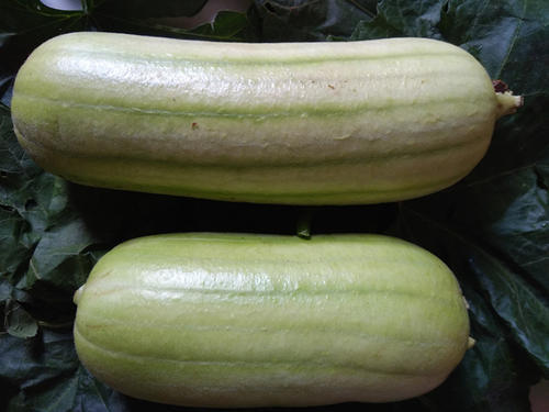 白丝瓜 约500g 商品图1