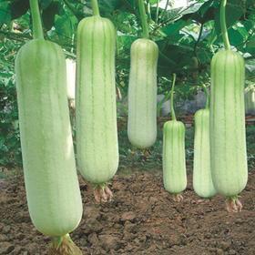 白丝瓜 约500g 商品图0