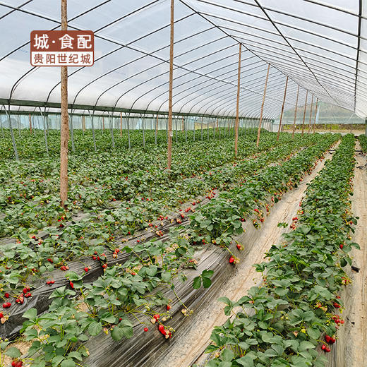 【GY】花溪有机草莓 约3斤装 商品图5