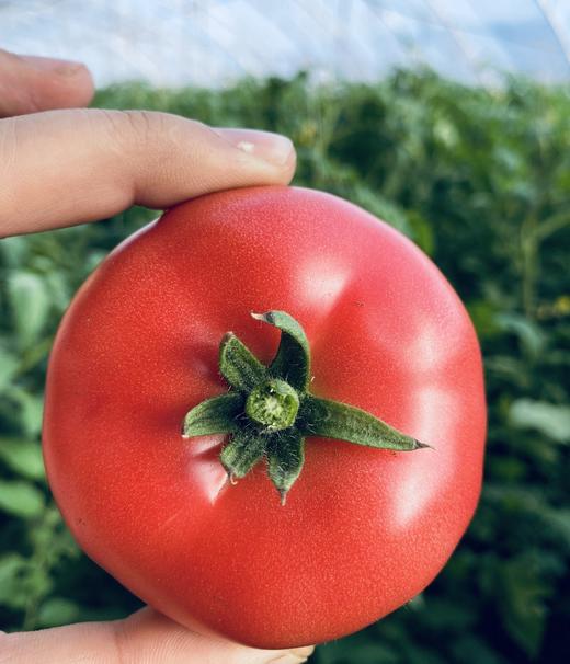 火焰番茄6斤家庭装20-22果左右顺丰包邮 商品图0