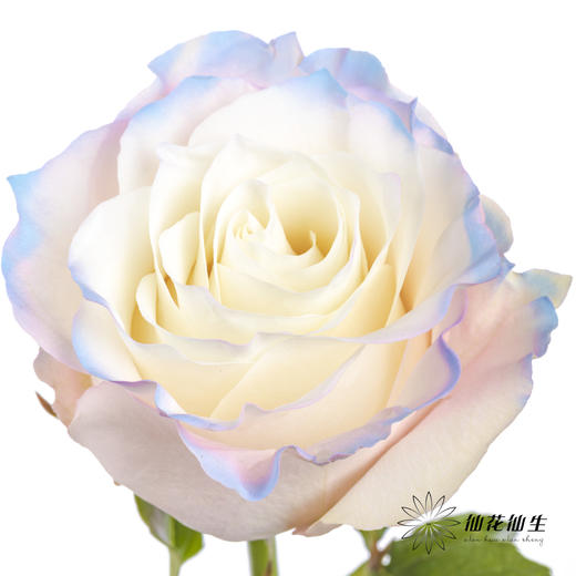 厄瓜多尔单头玫瑰 | 绯红独角兽PINK HARMONY（有略微色差，介意慎拍） 商品图1