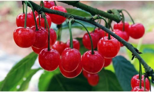【预售】本地樱桃正当时 仅限自提哟或者滴滴 商品图1