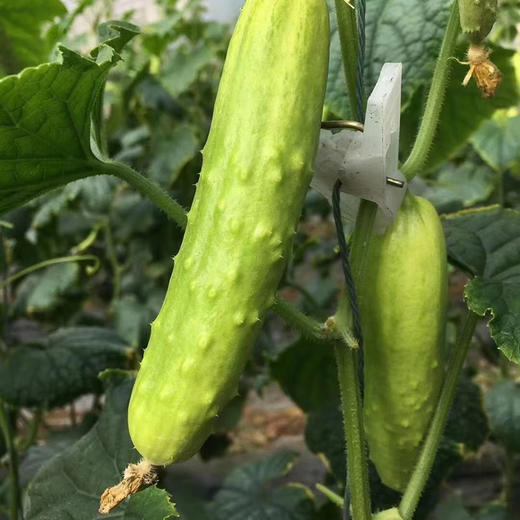 海阳【白玉黄瓜】清脆爽口 鲜嫩多汁 新鲜采摘 清香宜人 老少皆宜！【顺丰发货】 商品图5