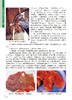 牛传染性疾病诊治彩色图谱 商品缩略图4