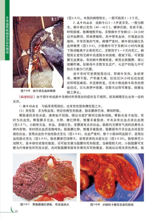牛传染性疾病诊治彩色图谱 商品图4
