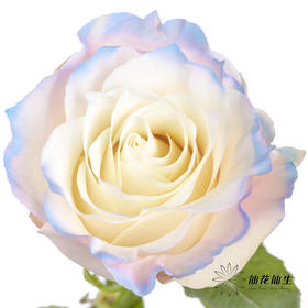 厄瓜多尔单头玫瑰 | 绯红独角兽PINK HARMONY（有略微色差，介意慎拍）