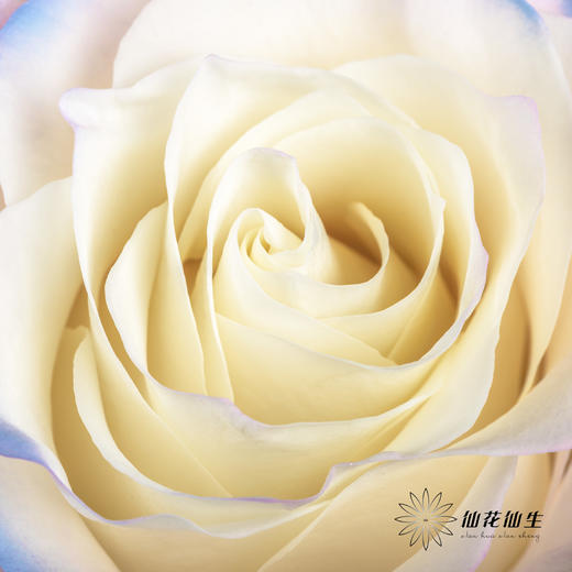 厄瓜多尔单头玫瑰 | 绯红独角兽PINK HARMONY（有略微色差，介意慎拍） 商品图2