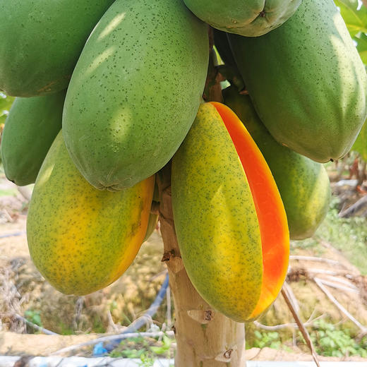 【自然树上熟】雷州冰糖红心木瓜 果香浓郁 甜蜜多汁 细腻爽口 收到可直接吃的快乐 商品图2