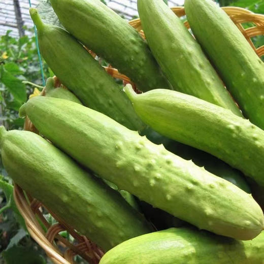 海阳【白玉黄瓜】清脆爽口 鲜嫩多汁 新鲜采摘 清香宜人 老少皆宜！【顺丰发货】 商品图6