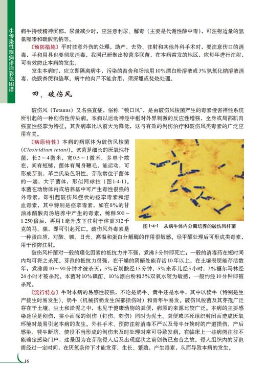 牛传染性疾病诊治彩色图谱 商品图3