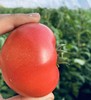 吐鲁番沙瓤番茄净重 5斤净重家庭装/礼盒装 顺丰产地直邮 商品缩略图2