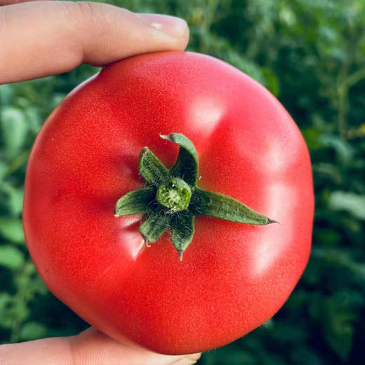 新疆吐鲁番沙瓤西红柿5斤 商品图2