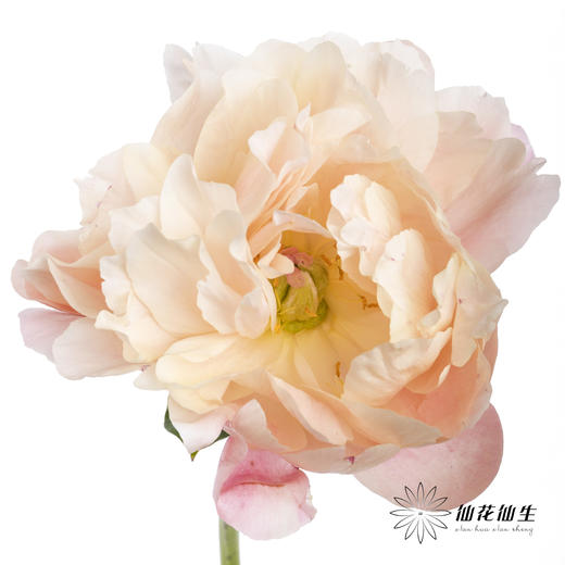 【山东仓现货】顺丰空运包邮 | 夏威夷珊瑚（有几率开成单瓣，介意慎拍） 商品图6