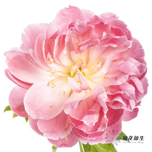 【预山东仓】顺丰空运包邮 | 夏威夷珊瑚【可备注发货时间】 商品图3