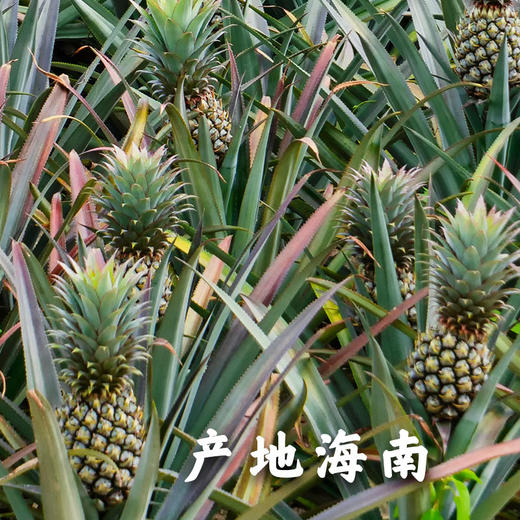 海南金钻凤梨（4.5斤左右2-3粒）新老包装随机发货【社群】 商品图12