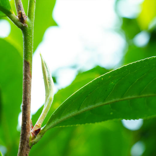 【正气塘散茶】2021年临沧茶区正气塘古200普洱生茶散茶150g罐装 商品图1