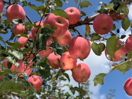 陕西洛川富士苹果（云南） 商品图2