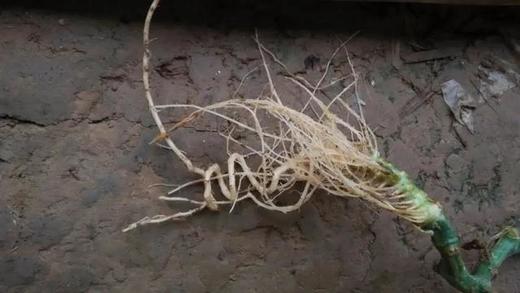 蔬菜弹簧根的防治 商品图0