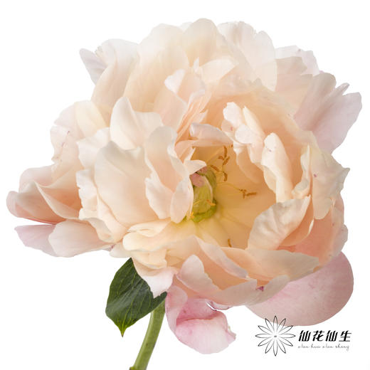 【山东仓现货】顺丰空运包邮 | 夏威夷珊瑚（有几率开成单瓣，介意慎拍） 商品图7