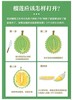 马来西亚 D197 猫山王榴莲（液氮冷冻果） 商品缩略图6
