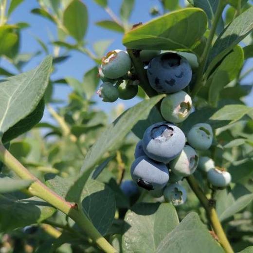 有机云南蓝莓| 合作生产*Organic blue berry | Coproduction 商品图4