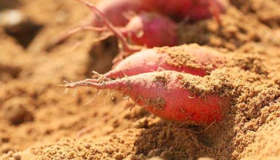 海南桥头地瓜（云南）-5斤装