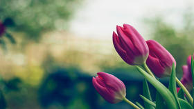 3.1球根植物通识