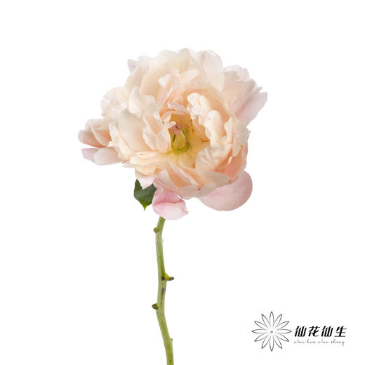 【预山东仓】顺丰空运包邮 | 夏威夷珊瑚【可备注发货时间】 商品图11