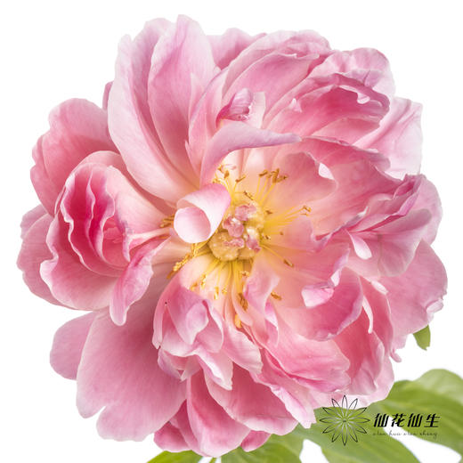 【预山东仓】顺丰空运包邮 | 夏威夷珊瑚【可备注发货时间】 商品图2