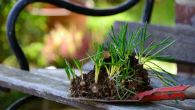 3.2常见春植球根种植