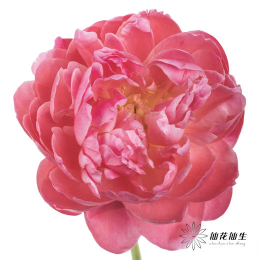 【山东仓现货】顺丰空运包邮 | 夏威夷珊瑚（有几率开成单瓣，介意慎拍） 商品图0