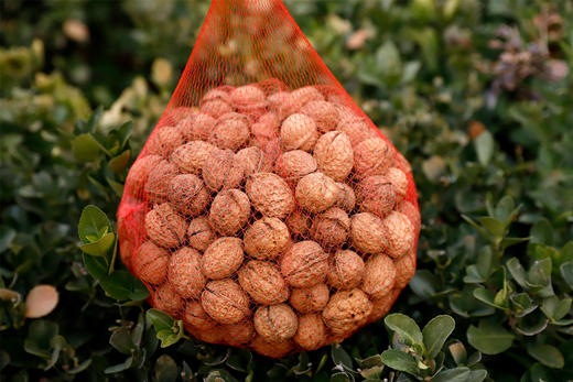 【野生·百年古树核桃】-颗颗精选，天然美味，百年古树结果，孕妇老人小孩坚果零食 商品图5