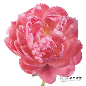 【预山东仓】顺丰空运包邮 | 夏威夷珊瑚【可备注发货时间】