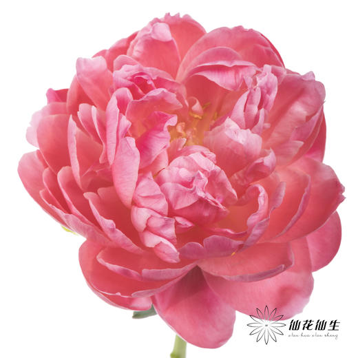 【山东仓现货】顺丰空运包邮 | 夏威夷珊瑚（有几率开成单瓣，介意慎拍） 商品图2