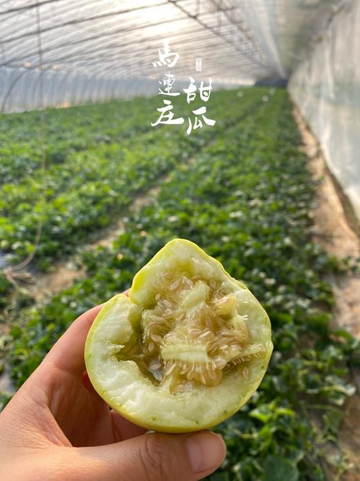 飨实 马连庄甜瓜  山东青岛  瓜香浓郁，皮薄可食 商品图2