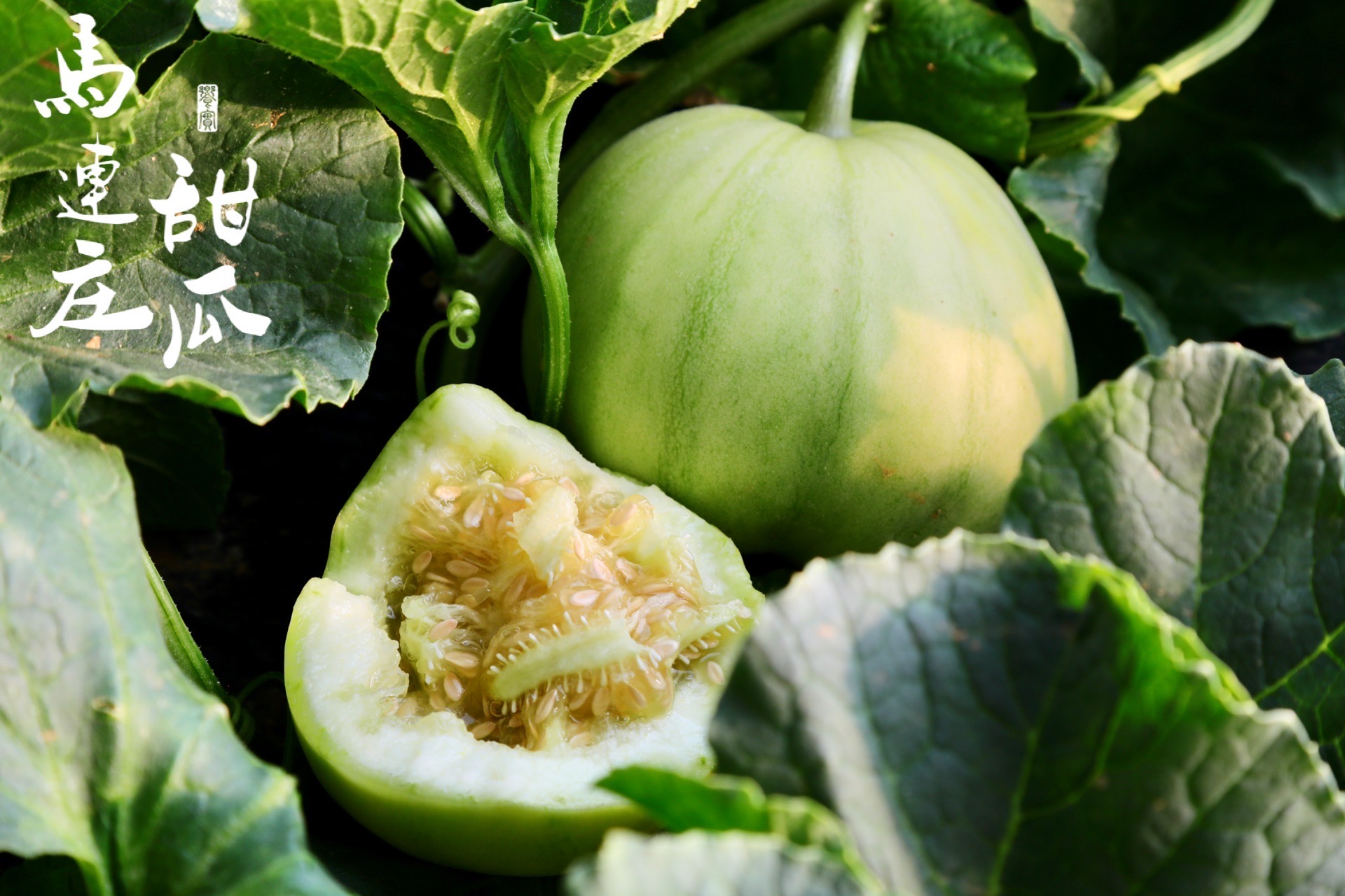 飨实 马连庄甜瓜  山东青岛  瓜香浓郁，皮薄可食