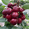 大连【美早大樱桃】个大饱满 香甜多汁 果形圆润 现摘现发 老人孩子都爱吃！【顺丰包邮】 商品缩略图2