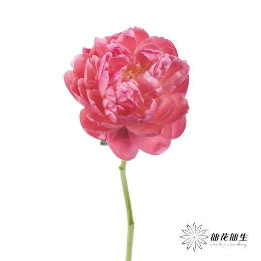 【山东仓现货】顺丰空运包邮 | 夏威夷珊瑚（有几率开成单瓣，介意慎拍） 商品图1